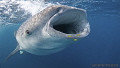 Whale Shark with escort