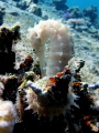 White seahorse around some coral
