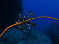 Crinoid wrapped up on whip coral @ Cape Zanpa Misaki, Okinawa, Japan