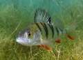 perch in a german lake
