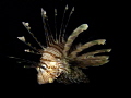 night charger. lionfish hunting.
taken with Canon s95 with camera flash only, no strobe.