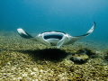 Manta Ray - at Takat Makassar  - The airstrip - Komodo.
What an amazing experience and privelage