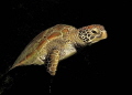 out of the dark - nightly encounter with a turtle