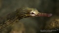 Reef Pipefish