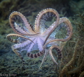 Mimic octopus in flight