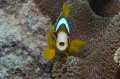 Brown clownfish showing a bit of attitude.
