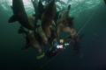Hanging with friends
On a safety stop just off shore some playful Stellar and Californian sea lions came out to play.