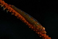 Red Goby
Canon 60d - Macro Canon 100mm
Nauticam Housing - 2x Inon Z240
