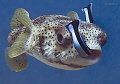 Porcupinefish
Pliers
Bunaken,Sulawesi,Indoneesia, Bunaken Island, 
Nikon D 300 S, Micro 60, 1/320 ,f 6,3, iso 200 
no strobe or flash, natural lighting