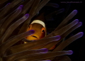 nemo... always the best subject,,,