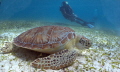 Turtle eating sea grass at HolChan Marine Park, San Pedro Diver in background.