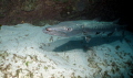 Great Barracuda, shot with  Canon g12 F6.3 Iso 100 Shutter Speed 120 2 Ikelite Strobes F35, taken at 90 foot deep in canyon at sandy point dive site San Pedro. Followed fish until he stopped in corner of canyon.