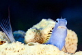 Blenny and a tail