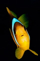 Nemo