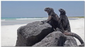 - It's their country -
A pair of Iguana Marina in Tortuga Bay, Santa Cruz, Galápagos