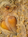 octopus detail