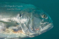 Jack Close UP, Isla Lobos Mexico