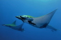formation flight of mobula rays - Azores