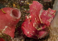 Leaf scorpionfish
Bunaken,Sulawesi,Indonesia, Bunaken Island, 
Nikon D 300 S, Micro 60, 1/320 ,f 22, iso 800 in Kinetics
sea&sea YS- d1