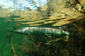 Pike