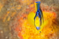 Angel in Orange, Isla Lobos Mexico