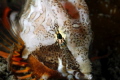 Colour Testure Dignity
Grunt Sculpin with extreme close up. I love all the colour and the many textures and contours.
