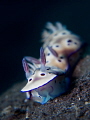 Two nudis