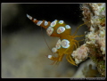 Thor Shrimp... :O)...