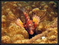 lion fish