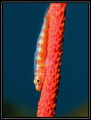 Gobie nain sur un corail fil de fer