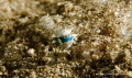 Juvenile Crocodile Fish