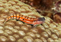 Blenny
Bunaken,Sulawesi,Indoneesia, Bunaken Island, 
Nikon D 300 S, Micro 60, 1/320 ,f 13, iso 200 in Kinetics
sea&sea YS- d1