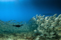 Cormorant swims among the fishes.