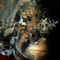 Portrait of a Warbonnet
This Decorated Warbonnet was just starting to come out and hunt on a dusk dive. He paused for a couple photos before successfully hunting and eating several prawns.