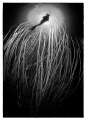Black and White : Angel in the sky
Nikon D200, 10,5mm, twin strobo
Walea