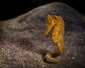 seahorse secret bay