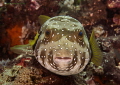 Puffer
From face to face
Bunaken,Sulawesi,Indonesia, Bunaken Island, 
Nikon D 300 S, Micro 60, 1/320 ,f 13, iso 400 in Kinetics
sea&sea YS- d1