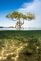 Split shot in the Komodo Mangroves, Indonesia