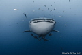 Whale Shark