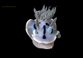 Chromodoris nudibranch
Dragon-Nudi
Bunaken,Sulawesi,Indonesia, Bunaken Island, 
Nikon D 300 S, Micro 60, 1/320 ,f 20, iso 400 in Kinetics
sea&sea YS- d1