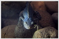 male newt - freshwater