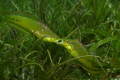 Wrasses fighting