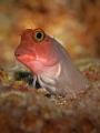 Redlip Blenny
