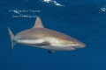 Reef Shark, Gardens of the Queen Cuba