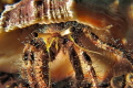 Homestory - a look in the home of a hermit crab