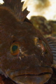 On Guard
Male Ling Cod guarding a mass of eggs in the background. I couldn't get to close a he would run me off.