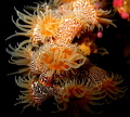 tiger anemones