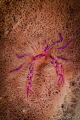 Hairy Squadlobster (or Wally Crab)