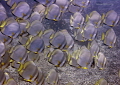 Batfish school
Bunaken,Sulawesi,Indonesia, Bunaken Island, 
Nikon D 300 S, Micro 60, 1/320 ,f 6,3, iso 400 in Kinetics
naturel light