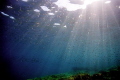 An old image from my pre-digital times, a huge school of juvenile fish just under the surface
